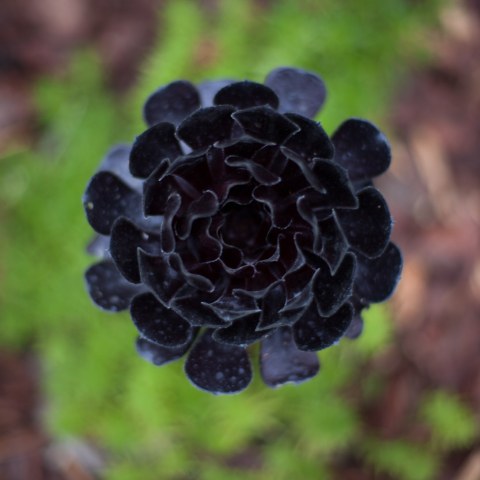 Image Not Found On Media Library