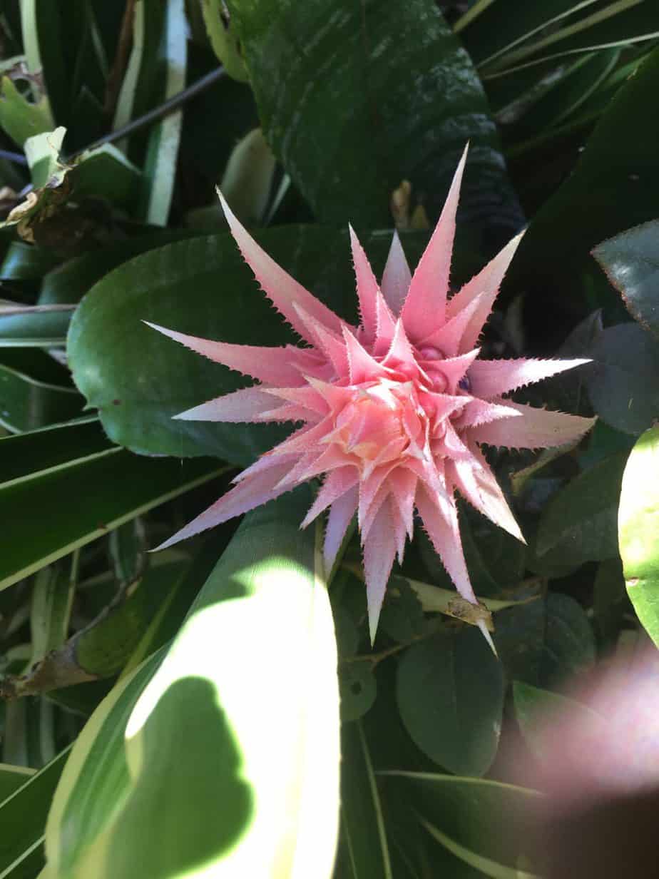 Aechmea bromeliad Melbourne landscape design by Inspiring Landscape Solutions
