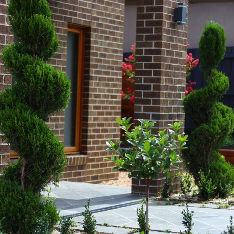 Closeup of spiral conifer in Ashburton garden design