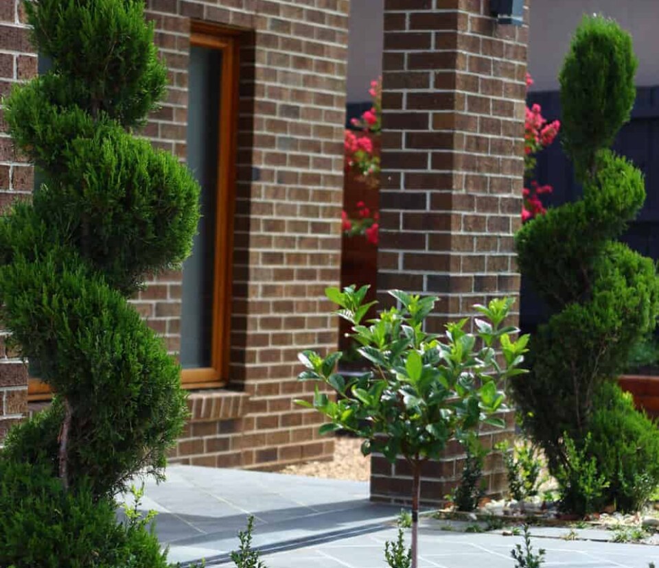 Closeup of spiral conifer in Ashburton garden design