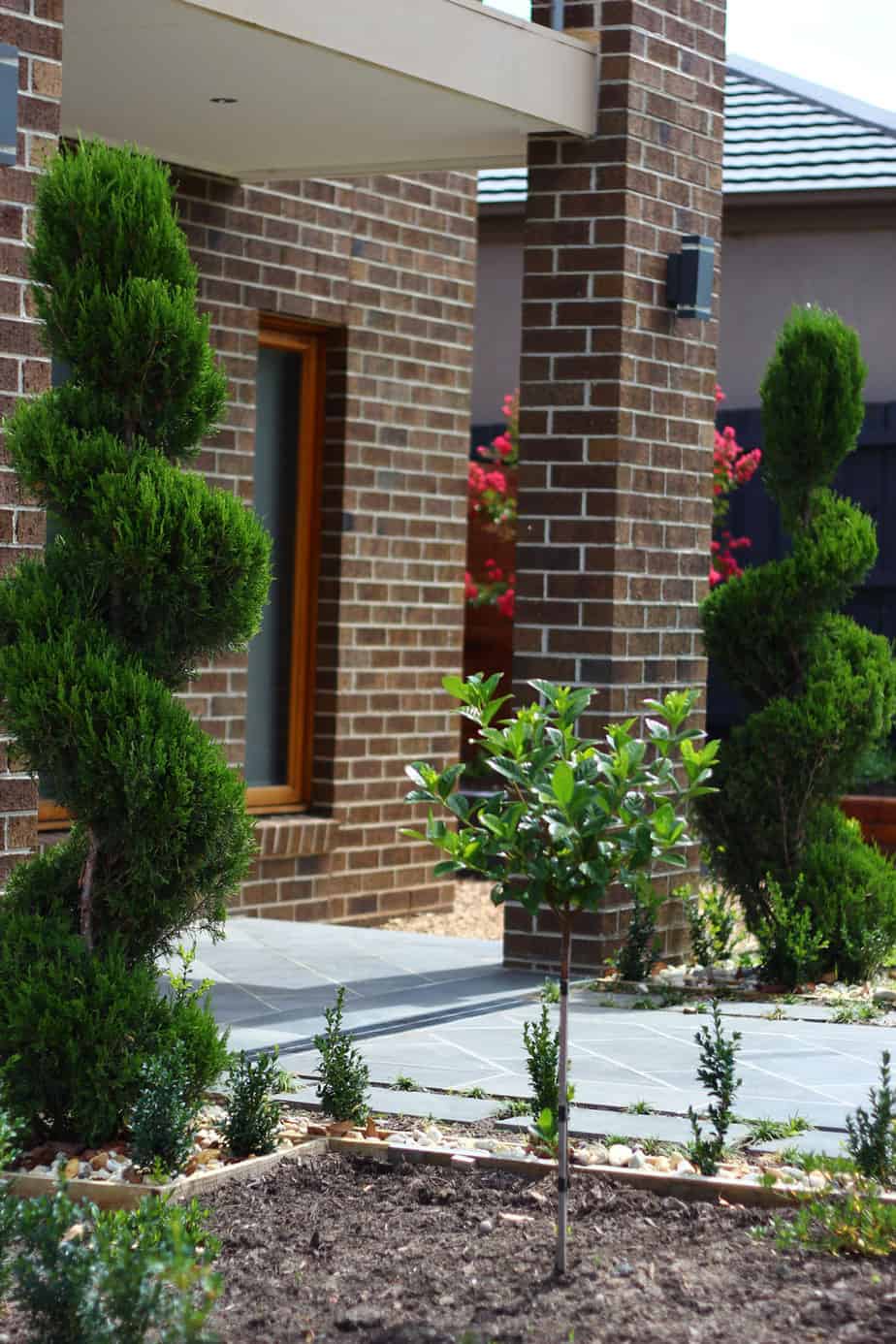 Closeup of spiral conifer in Ashburton garden design