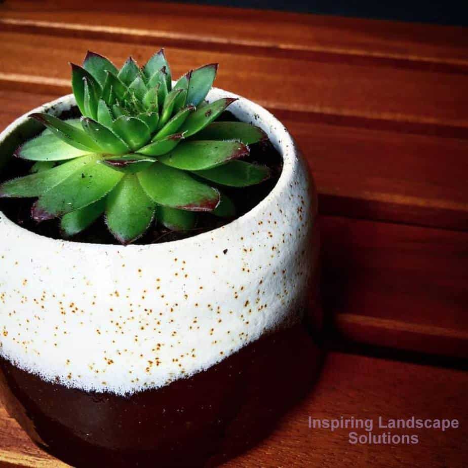 Succulent in pot for Mount Waverley balcony garden design