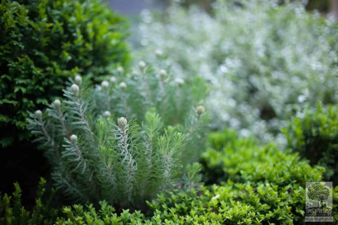 Front garden design plant cluster in Blackburn by Parveen Dhaliwal