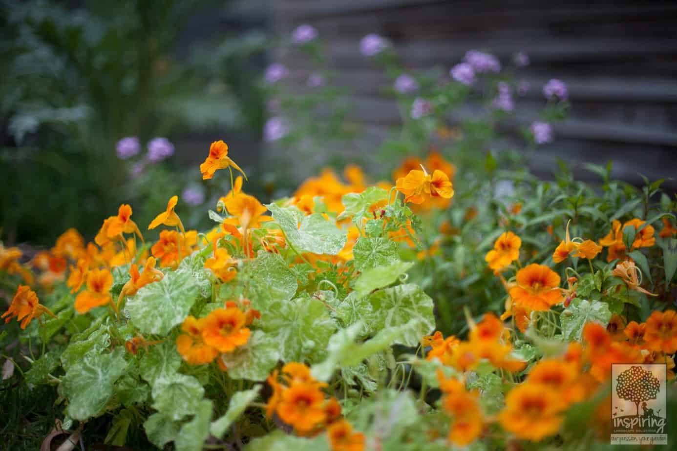 Nasturtiums in Blackburn landscape design