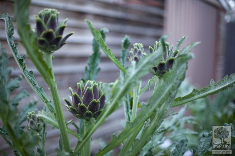 Image Not Found On Media Library