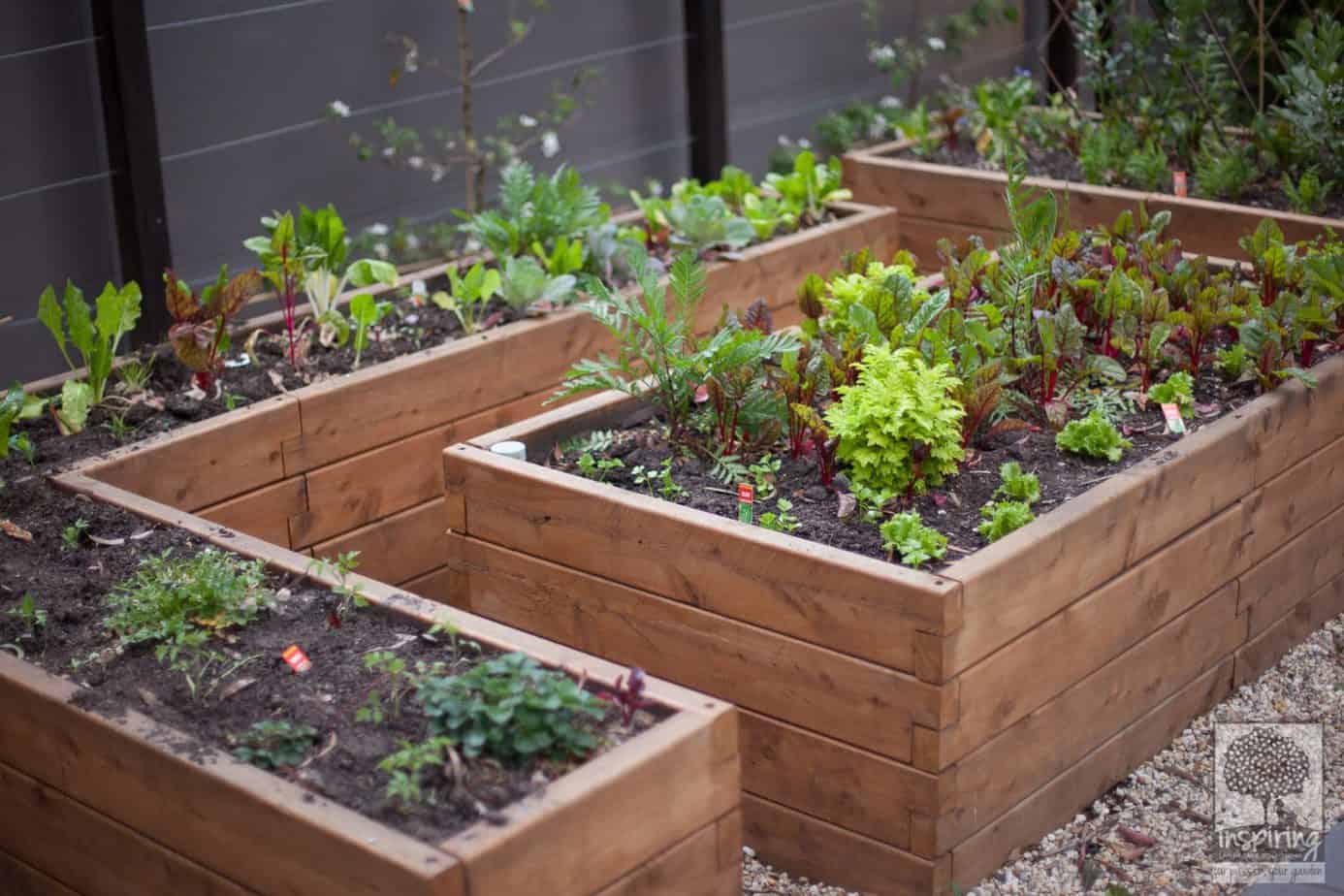 Urban food garden in productive part of Blackburn landscape design by Inspiring Landscape Solutions