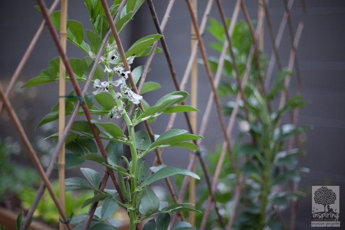 Edible landscaping using trellis in Blackburn landscape design