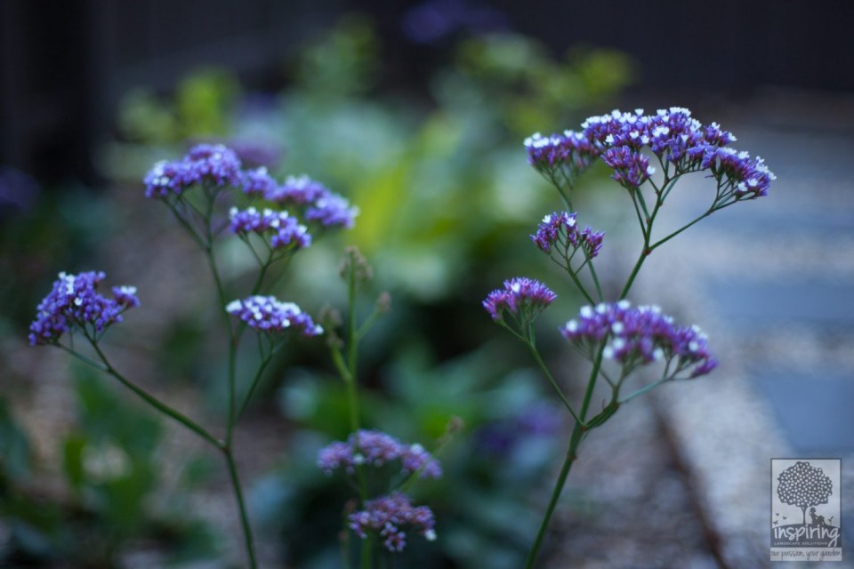 Image Not Found On Media Library