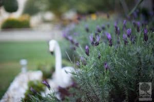 Lavender patch in Brighton landscape design