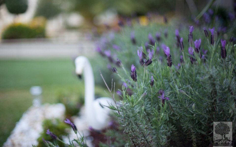 Image Not Found On Media Library