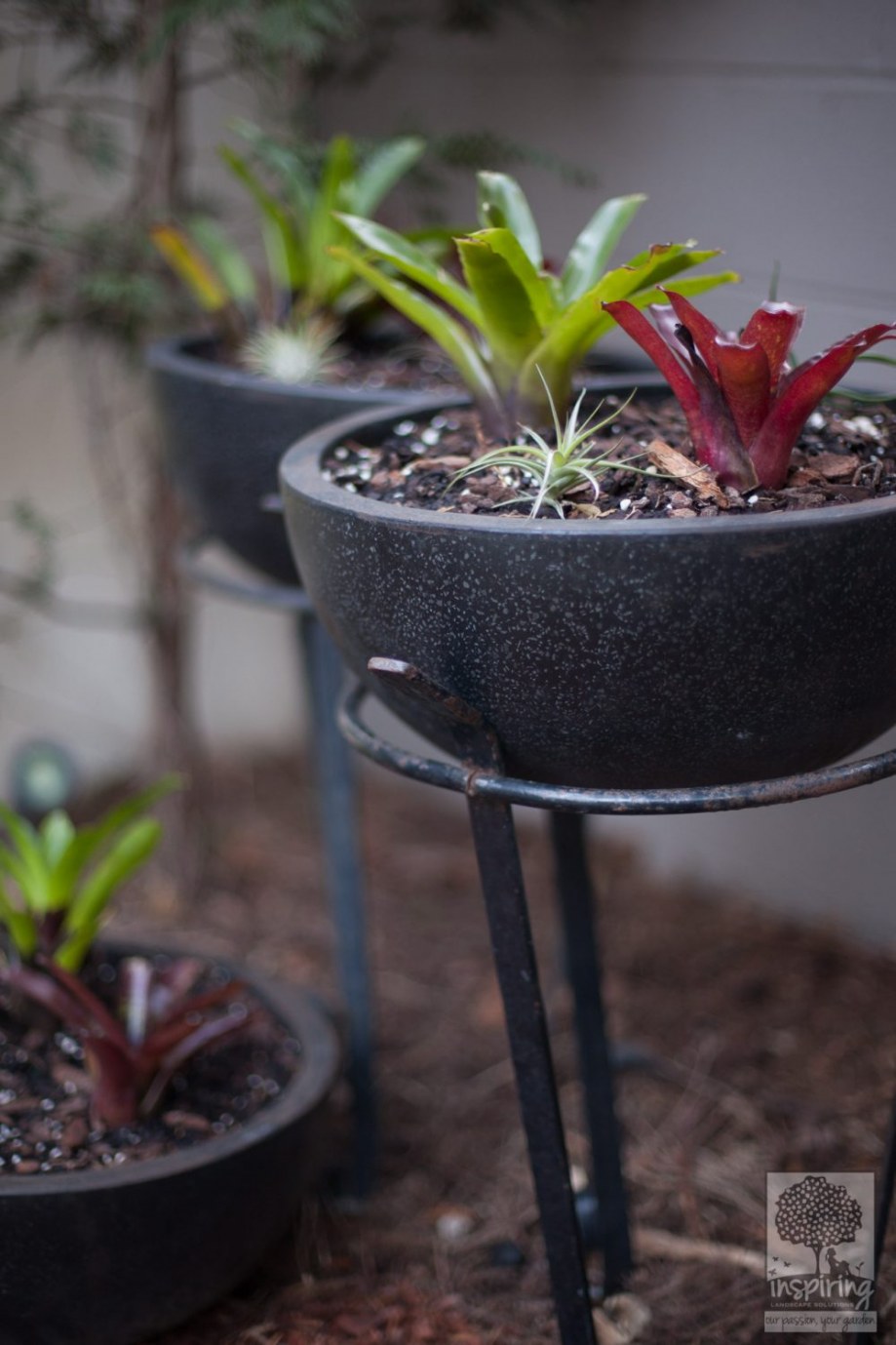 Closeup of bromeliads in black pots used in Brighton landscape design