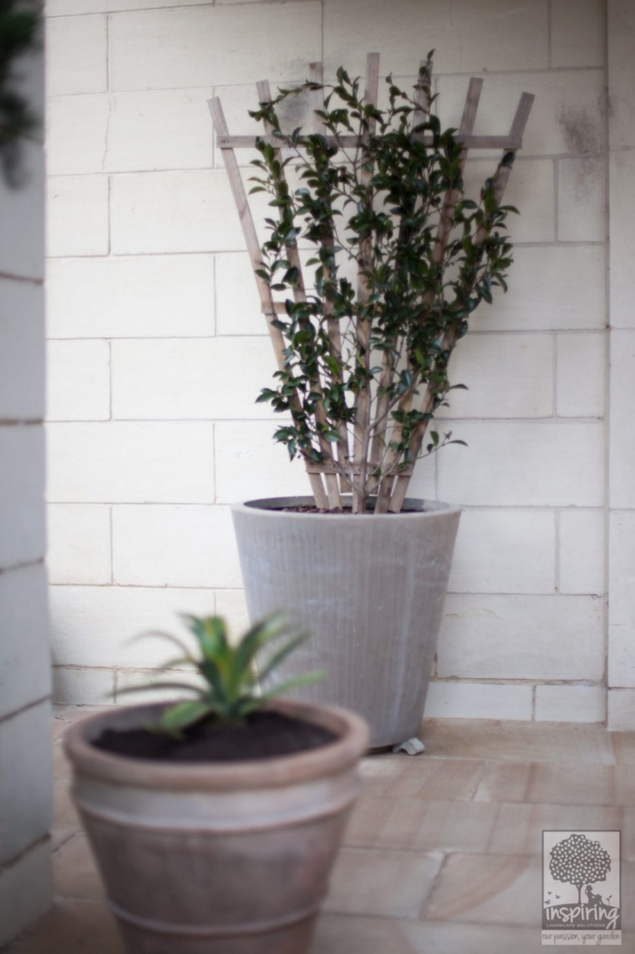 Closeup of camellias used in Brighton landscape design front entrance