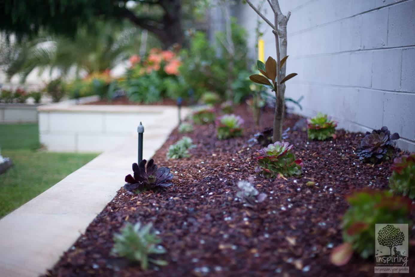 Cute baby aeonium succulents planted as part of Brighton landscape design