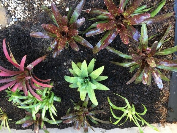 Neoregelia bromeliad Melbourne landscape design by Inspiring Landscape Solutions