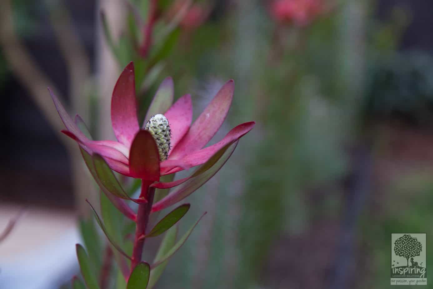 Leucodendrons in Caulfield landscape design