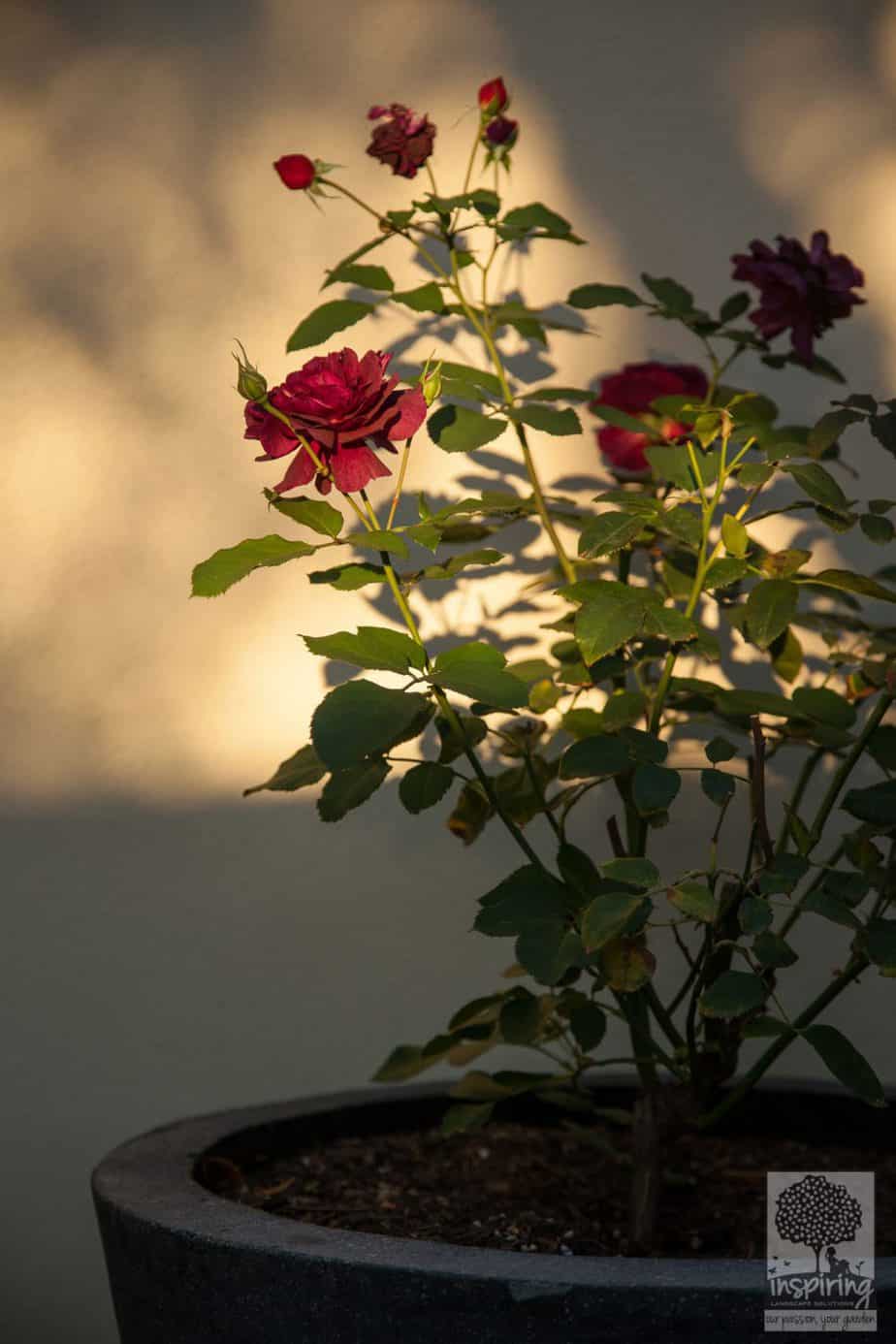 Red rose in pot in the evening dusk