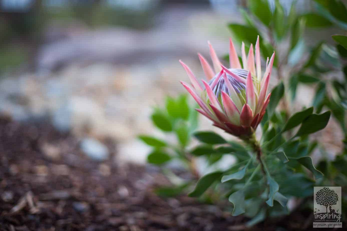 Red king protea in Glen Waverley landscape design