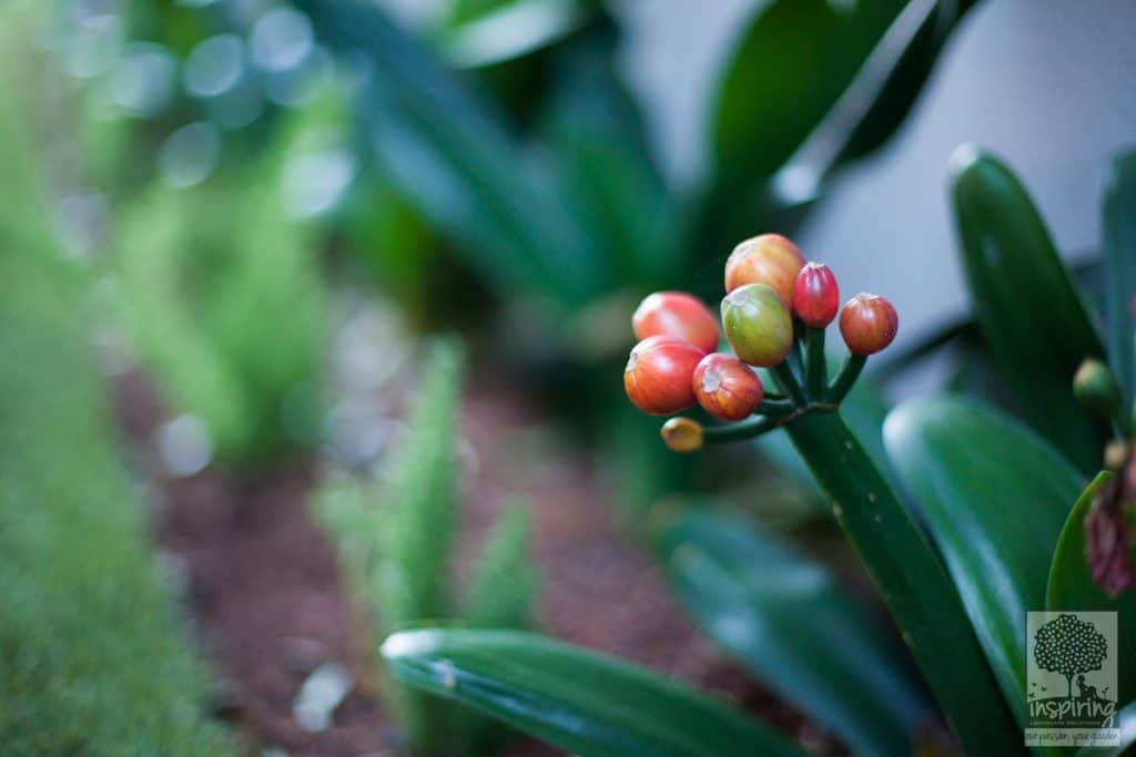 Red seed pods of clivia in Glen Waverley backyard landscape design