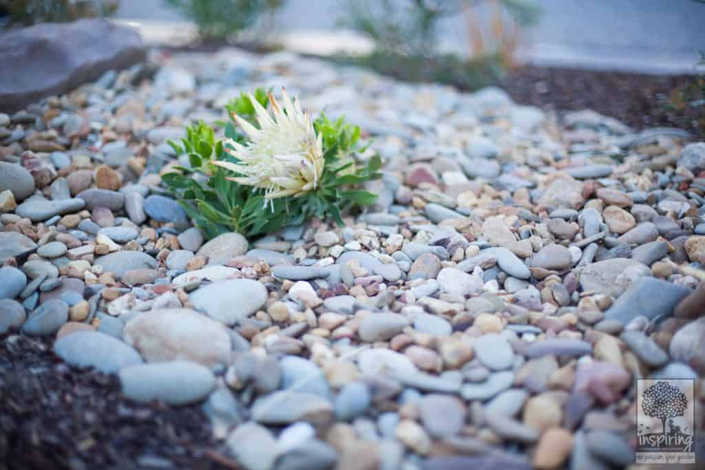 White dwarf protea in Glen Waverley landscape design