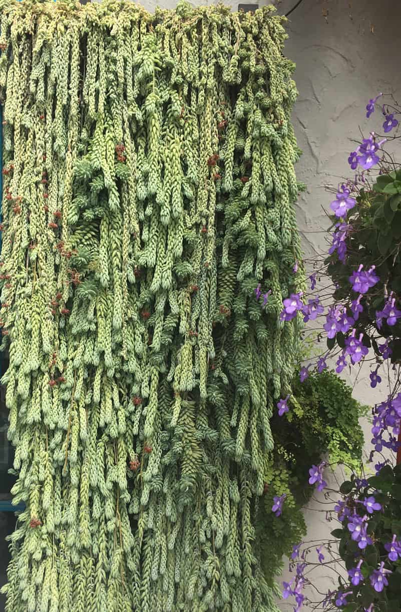 Sedum donkeys tail Melbourne