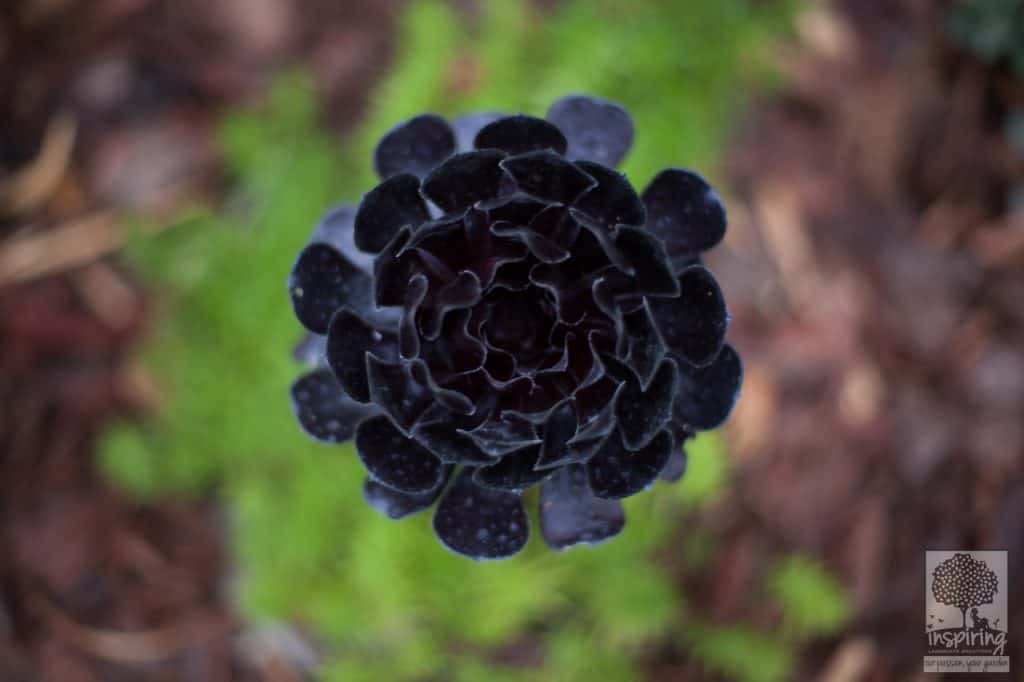 Top view of aeoniums in Kew landscape design planting scheme