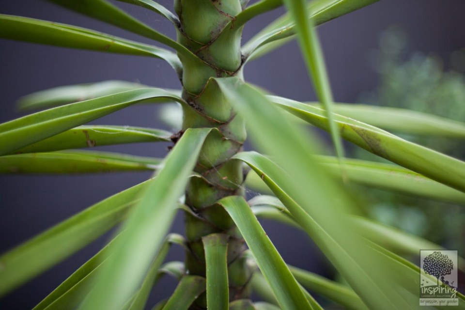 Image Not Found On Media Library