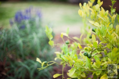 Image Not Found On Media Library