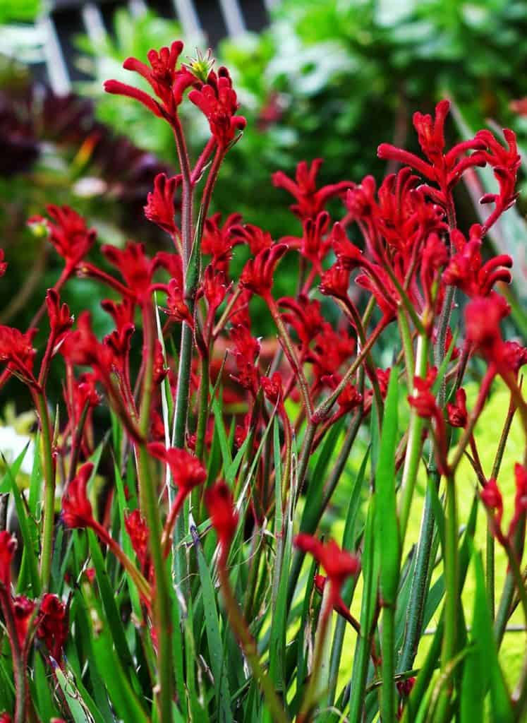 Red kangaroo paw used in Vermont South landscape design
