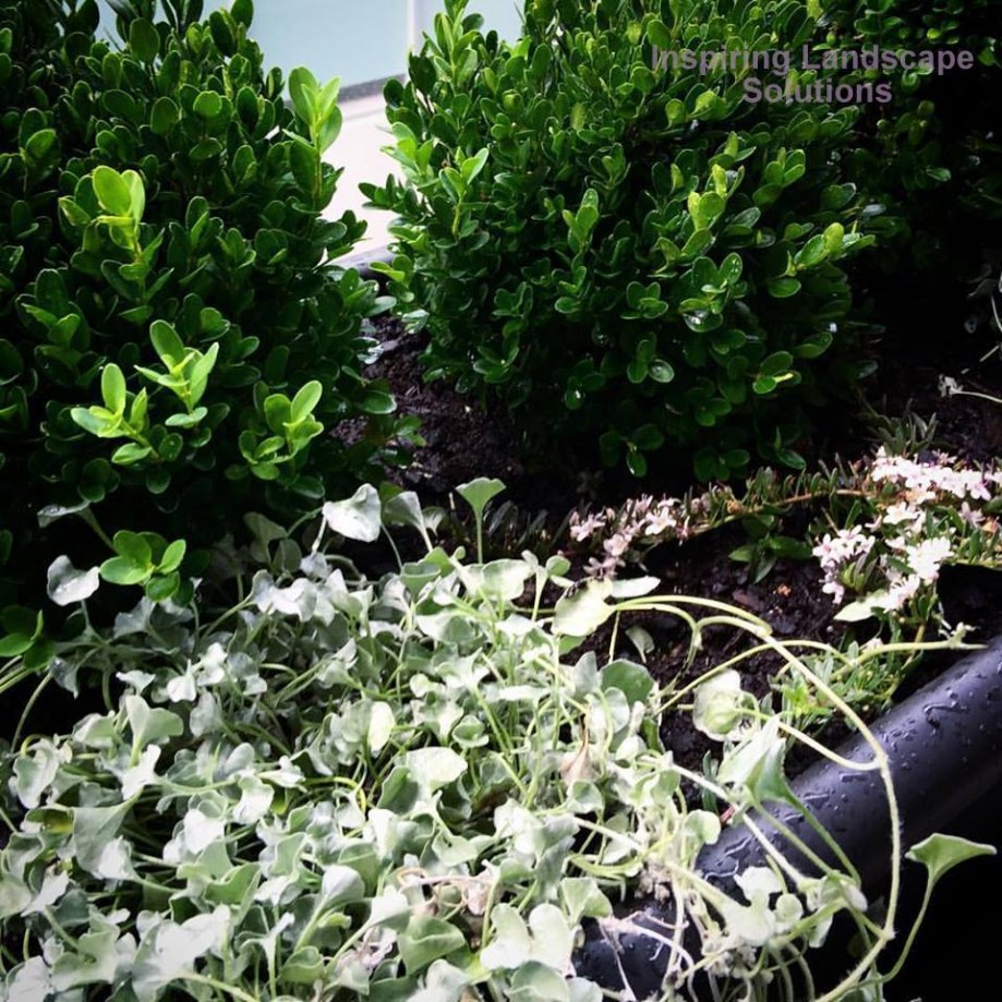 Mount Waverley balcony garden design box hedges and groundcovers by Inspiring Landscape Solutions