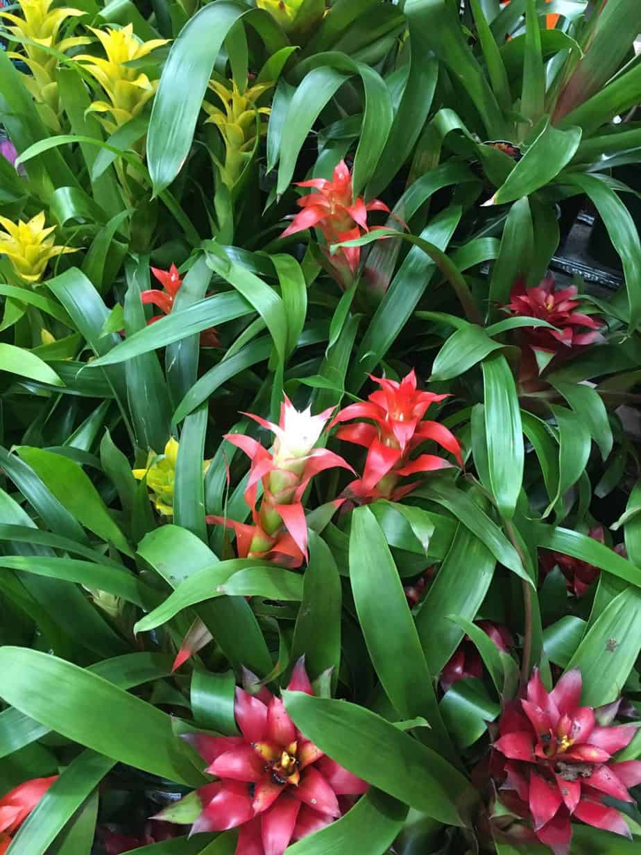 Guzmania bromeliad Melbourne landscape design by Inspiring Landscape Solutions
