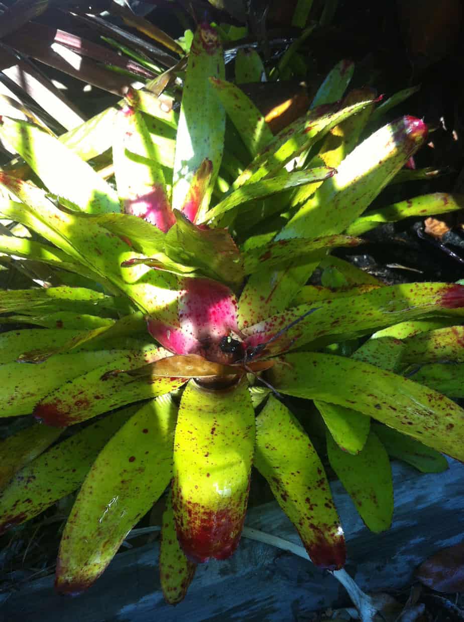 Spotty bromeliad Melbourne landscape design by Inspiring Landscape Solutions