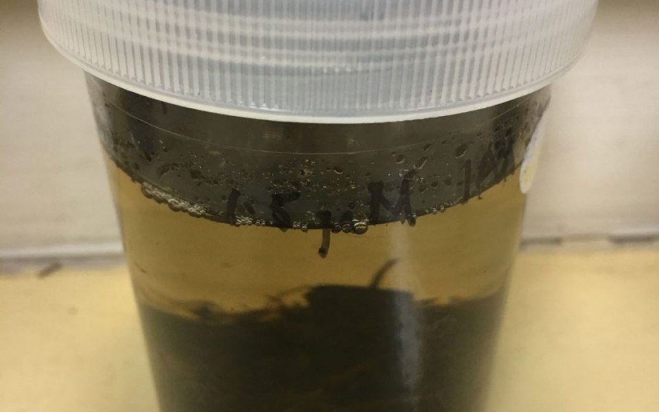 Image Not Found On Media Library