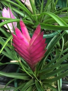 Dark pink bromeliad Melbourne landscape design by Inspiring Landscape Solutions