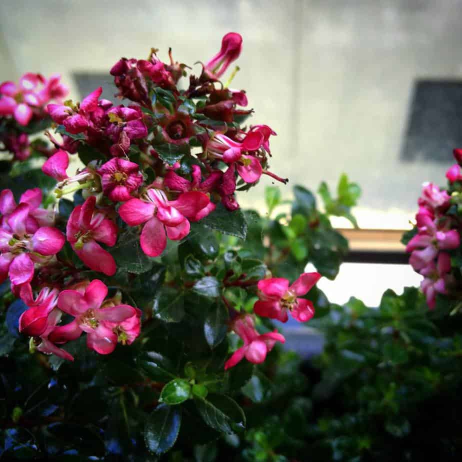 Pink flowers in Mount Waverley balcony garden design by Inspiring Landscape Solutions