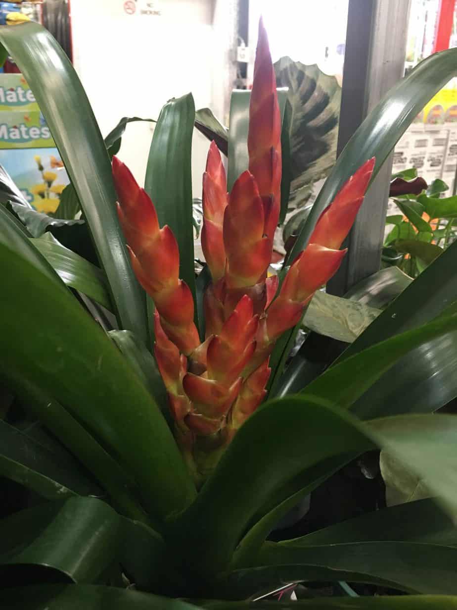 Red bromeliad Melbourne landscape design by Inspiring Landscape Solutions