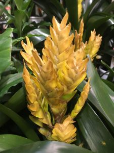 Yellow bromeliad Melbourne landscape design by Inspiring Landscape Solutions