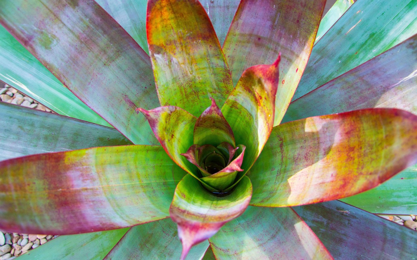 Top view of large bromeliad used in Doncaster East landscape design