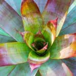 Top view of large bromeliad used in Doncaster East landscape design