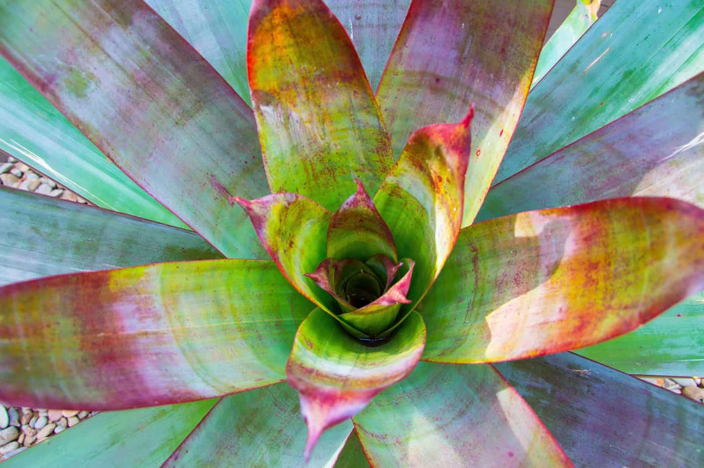 Top view of large bromeliad used in Doncaster East landscape design