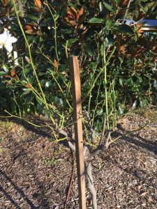 Correct pruning technique for rose bushes by Inspiring Landscape Solutions