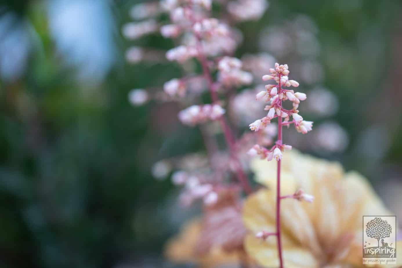 Closeup of champagne heuchera used in the front garden design in Camberwell