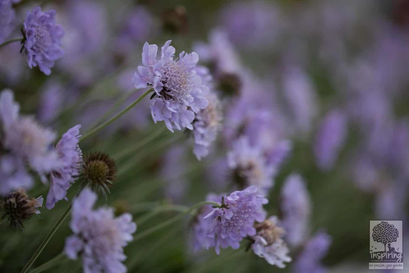 Closeup of scabiosa perennial plant used in the front garden design in Camberwell