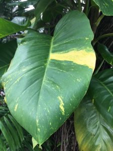 Closeup of yellow and green variegated monstera leaf in a Kuala Lumpur backyard