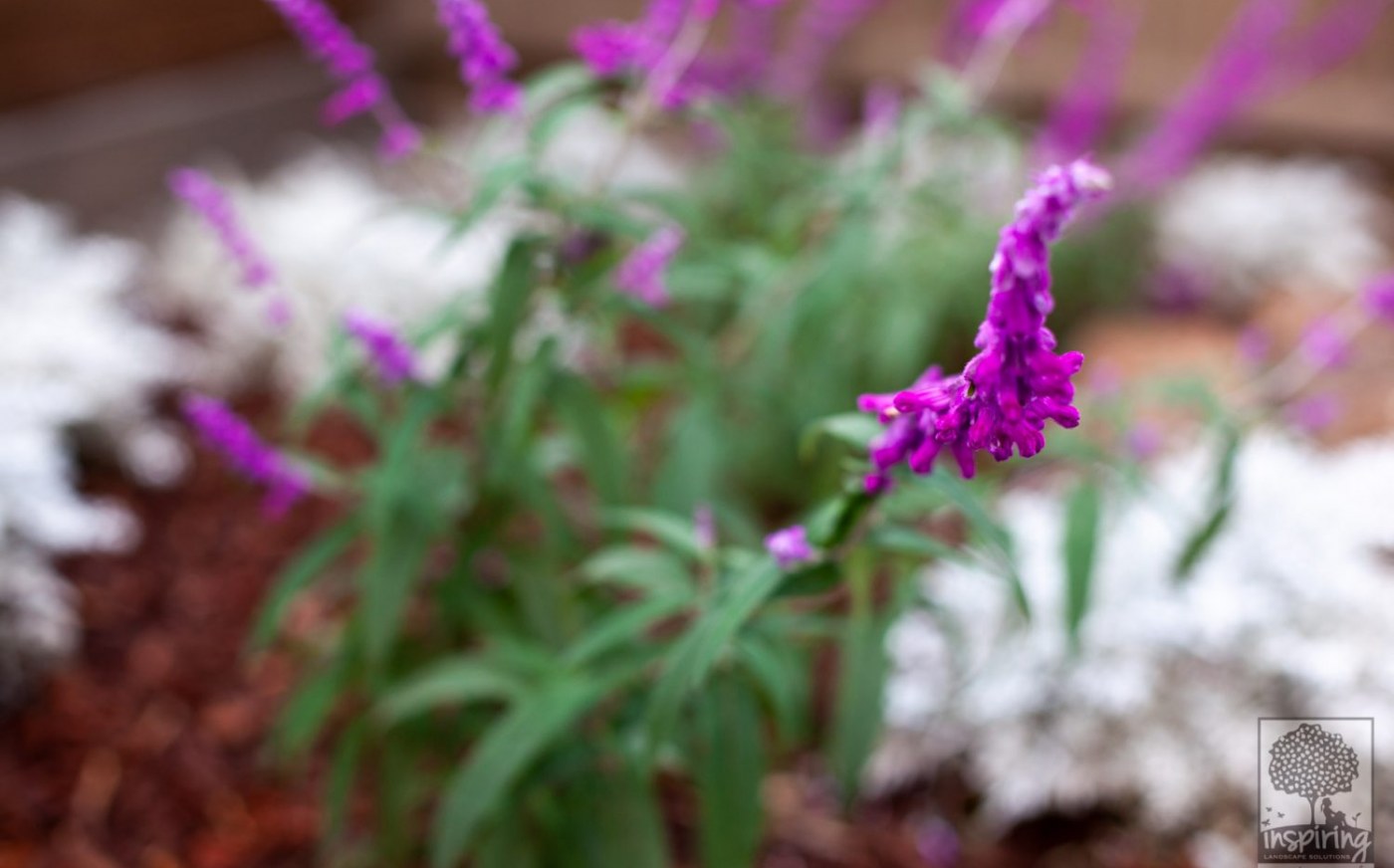 Salvia used in Vermont South landscape design