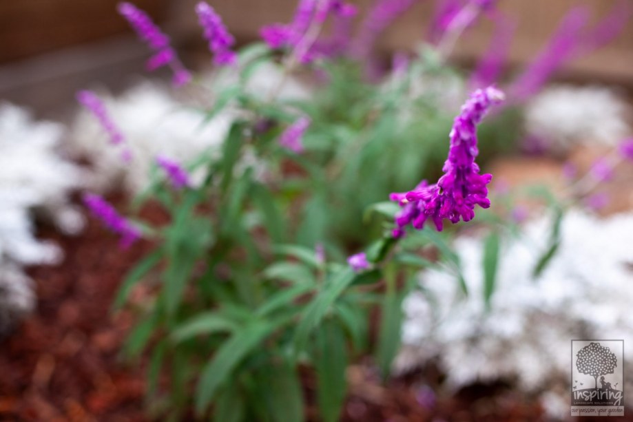 Salvia used in Vermont South landscape design