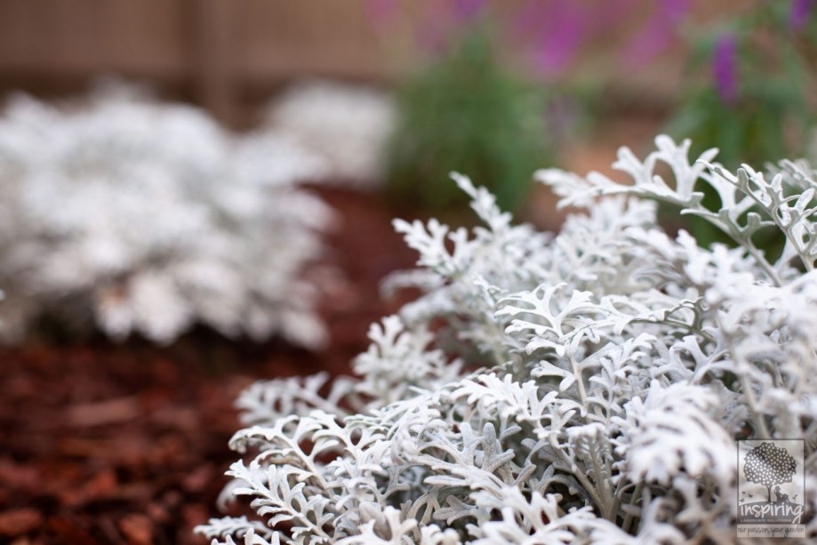 Senecio cineraria in Vermont South landscape design