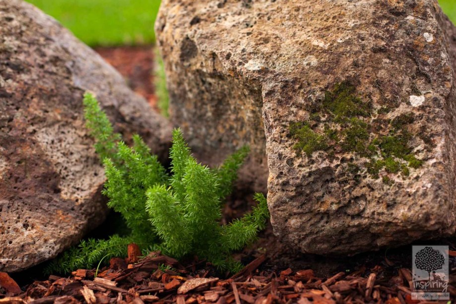 Foxtail fern nestled among large rocks in Vermont South landscape design