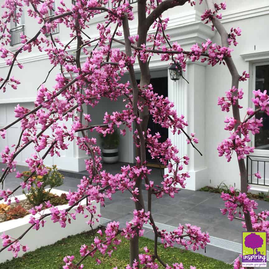 Closeup of the bright pink flowers of the cercis feature tree in Camberwell's front garden design