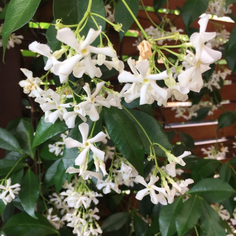 Closeup of jasmine used in Vermont South garden design