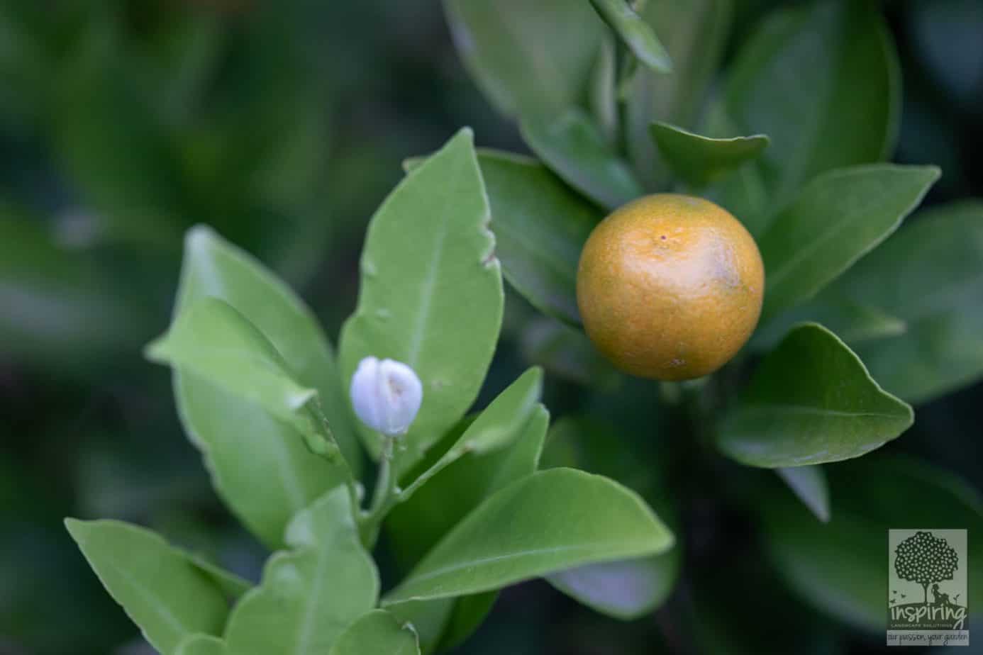 Closeup of cumquats used in the edible backyard garden design in Camberwell